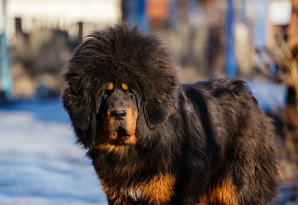 Большая собака тибетский. Тибетский мастиф. Собаки породы тибетский мастиф. Королевский тибетский мастиф. Сабакатибетский мастиф.
