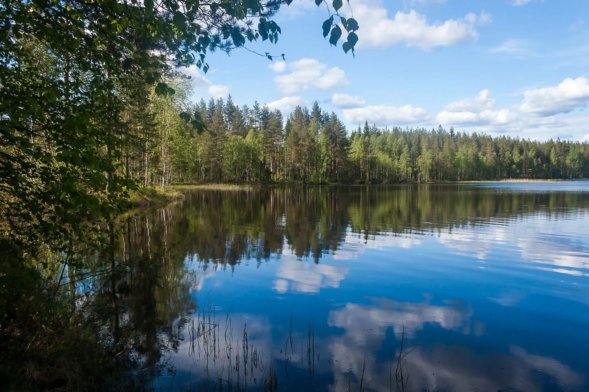 Карелия край озер и лесов. Озеро Кукас Карелия. Карелия озеро Евжозеро. Озеро Чучьярви Карелия. Семь озером Карелия.