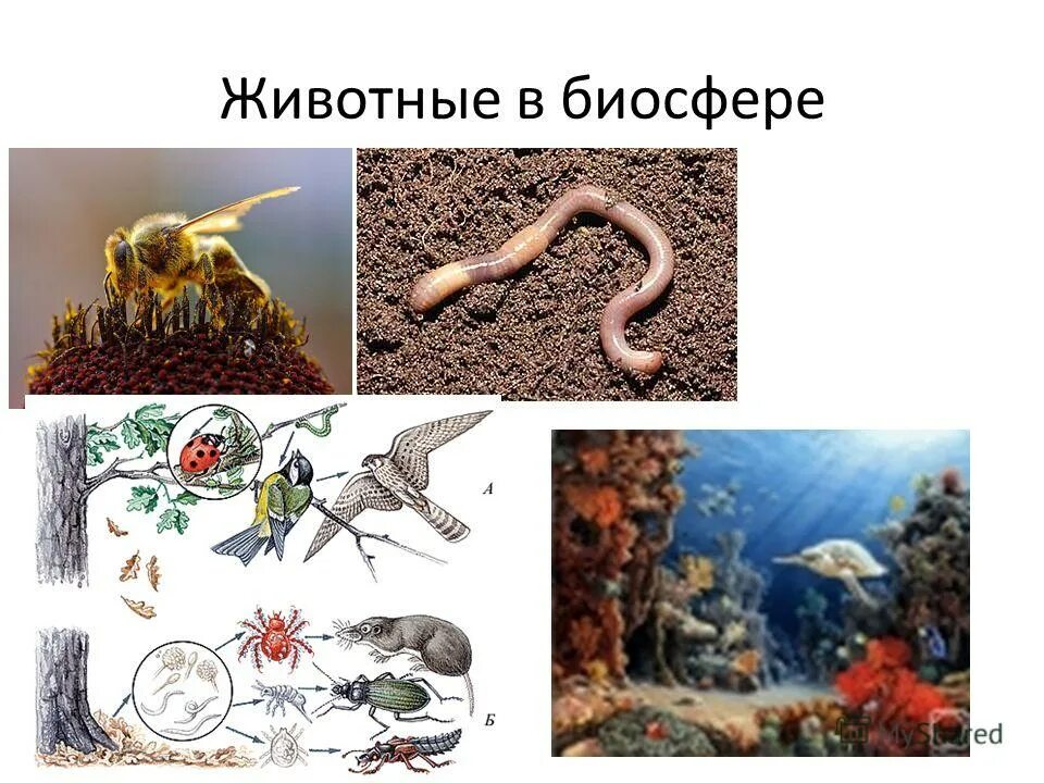 Значение животных в биосфере. Обитатели биосферы. животные в биосфере значение. роль животных в биосфере. роль животных в жизни биосферы.