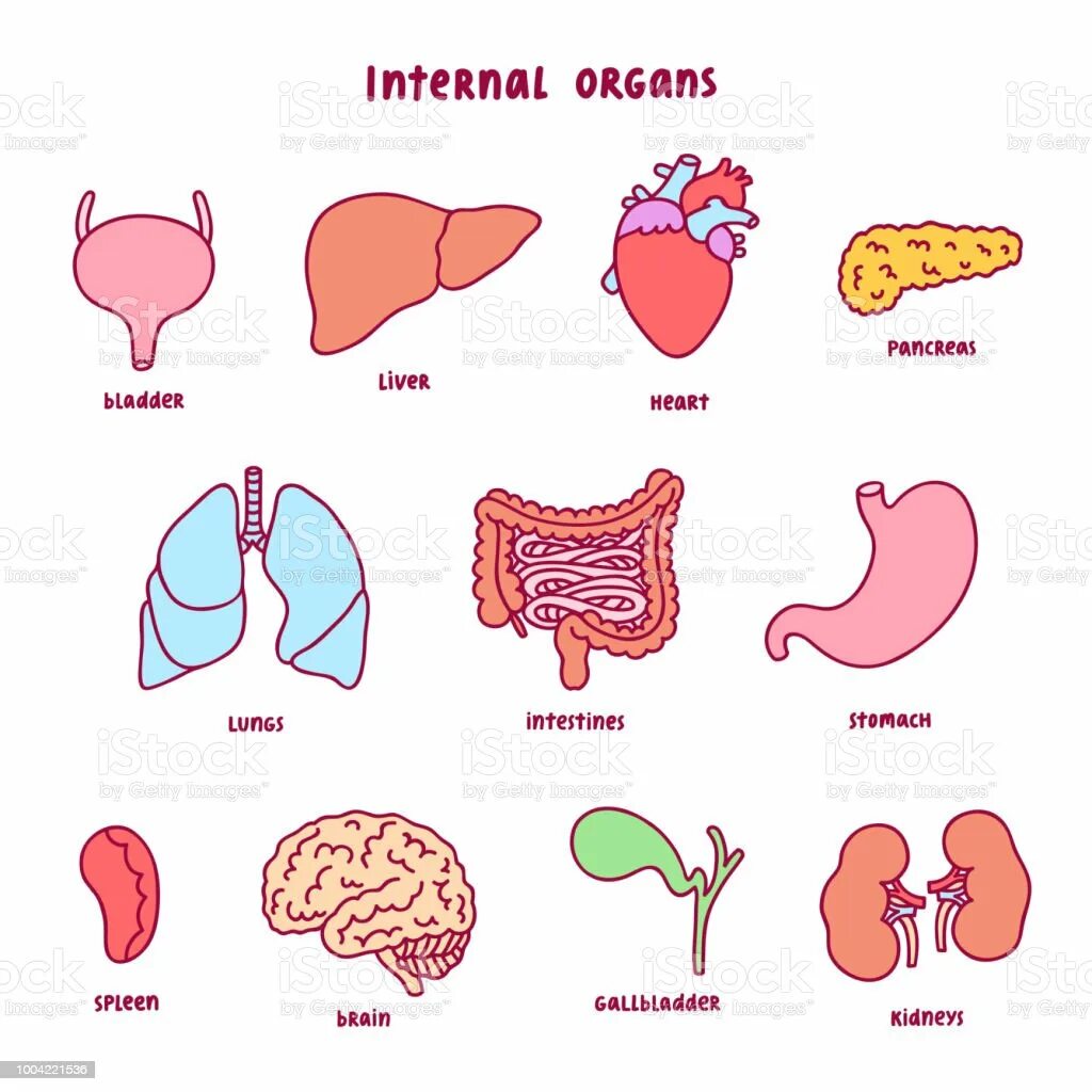 Internal organs. Селезенка вектор. Картинки как органы разговаривают.