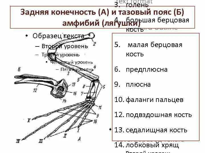 Пояса конечностей ящерицы. Строение пояса задних конечностей лягушки. Задняя конечность и тазовый пояс лягушки сбоку. Строение скелета поясов и конечностей лягушки. Скелет пояса задней конечности земноводных.