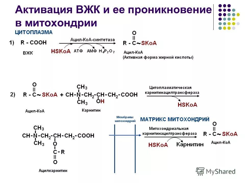 Ацетил коа в митохондриях. Окисление высших жирных кислот реакции. Активация жирных кислот в митохондрии. Активация и транспорт жирных кислот в митохондрии. Активация высших жирных кислот это.