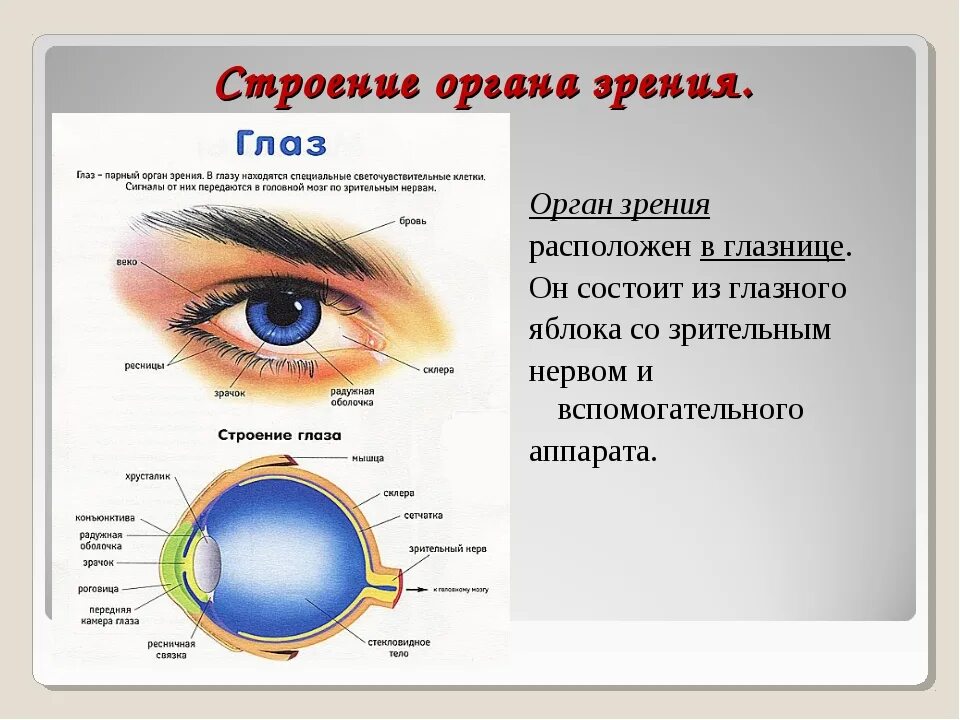 Зрительный анализатор строение органа зрения. Зрительный анализатор строение и функции глаза. Анатомия и физиология органа зрения кратко. Строение анализатора глаза.