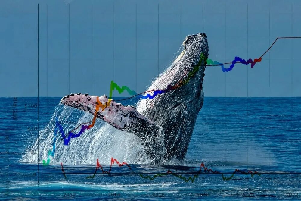 Top 10 bitcoin whales part. Крипто кит. bitcoin кит. крипто кит фото. биржевой кит.