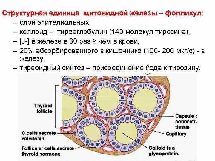 Структурные изменения щитовидной. Строение фолликула щитовидной железы. Фолликулы щитовидной железы схема. Клеточное строение щитовидной железы. Строение паренхимы щитовидной железы.