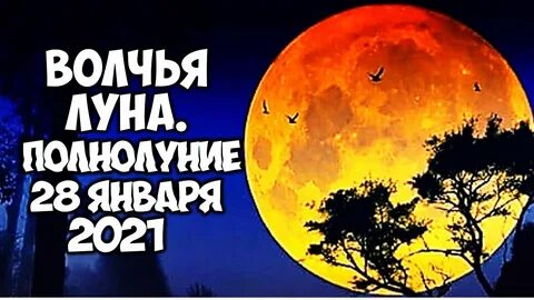 Волчья луна что это