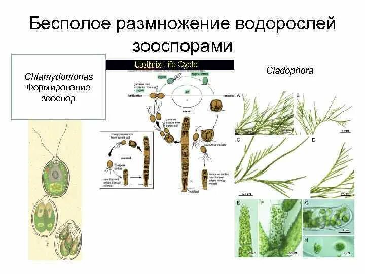 Какие водоросли размножаются. Бесполое размножение кладофоры. Бесполое размножение водорослей. Водоросли строение и размножение. Размножение водорослей слоевищем.