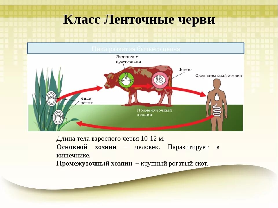 Бычий цепень замкнутая кровеносная система. Циклы развития паразитических червей бычий цепень. Плоские черви цикл развития бычьего цепня. Жизненный цикл ленточного червя. Цикл развития бычьего цепня схема.