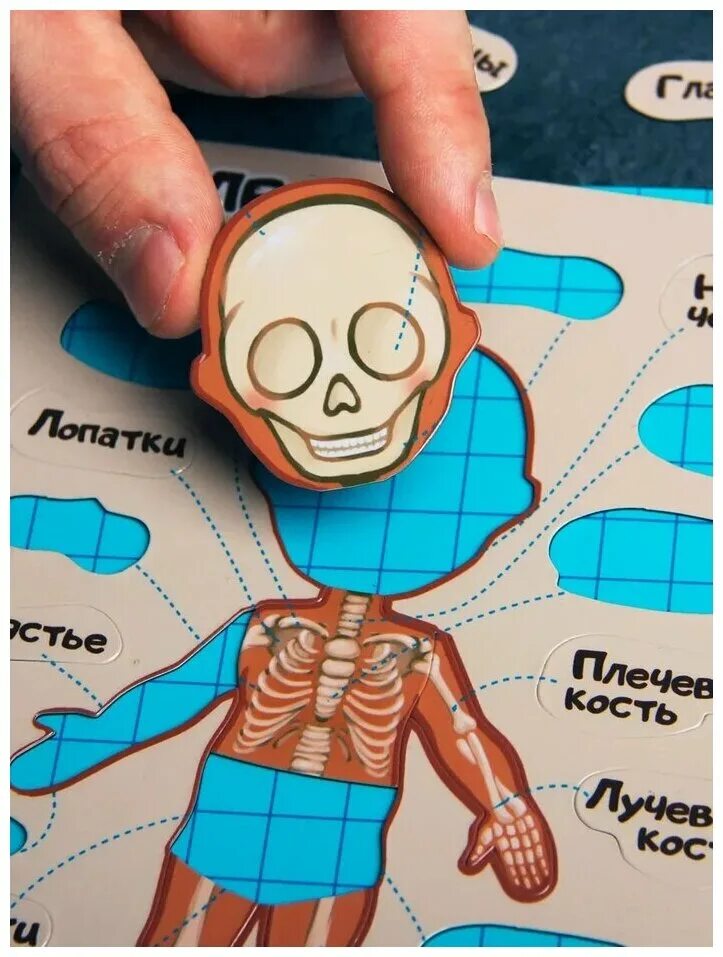 Анатомия для детей игра пазлы. Детский пазл как устроен человек. Как устроен человек для детей. Детский пазл - игрушка «как устроено тело человека». Игра устроен человека