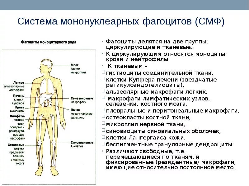 Система мононуклеарных фагоцитов. Система мононуклеарных фагоцитов. Система мононуклеарных фагоцитов. Система мононуклеарных фагоцитов. Понятие о системе мононуклеарных фагоцитов.