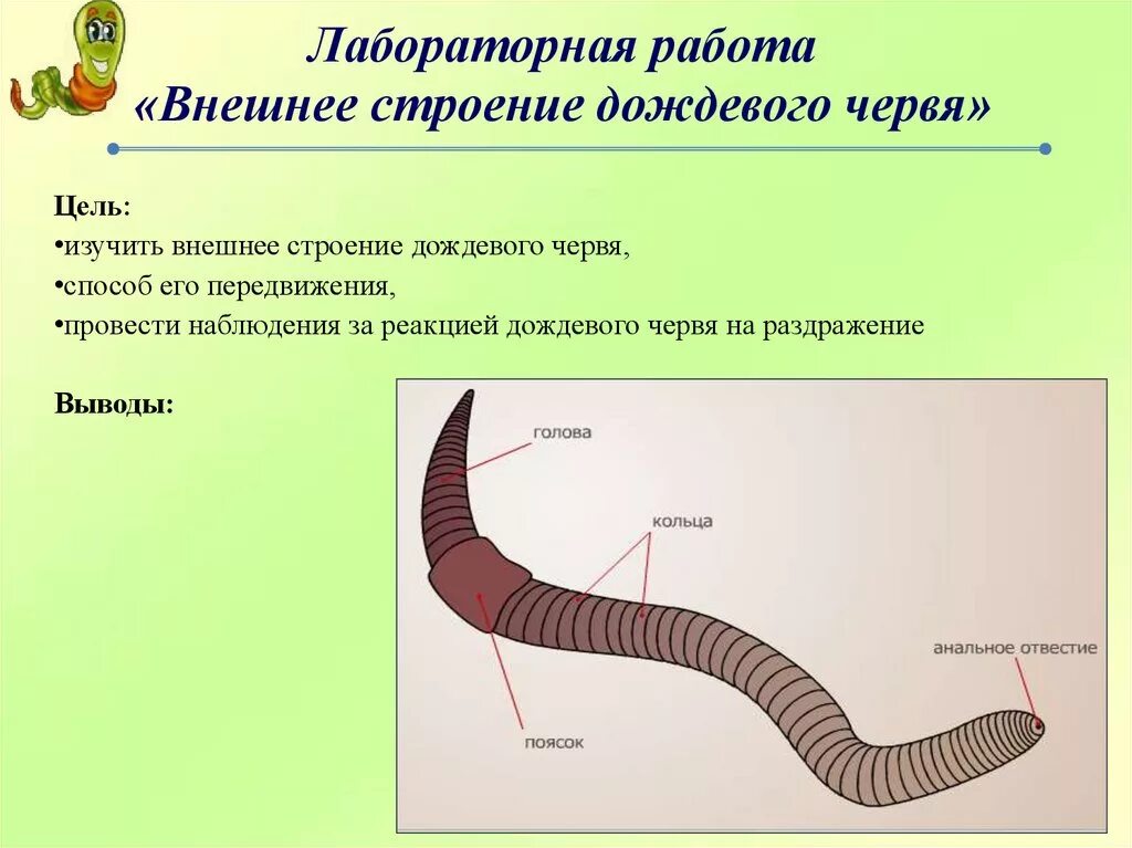 Спинная сторона червя. Лабораторная 7 класс биология внешнее строение дождевого червя. Лабораторная кольчатые черви биология 7 класс. Строение дождевого червя 7 класс биология. Дождевые черви внешнее строение.