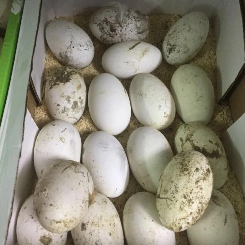 Сколько стоит десяток гусиных яиц. Гусиные яйца. Утиные и гусиные яйца. Цветные гусиные яйца. Гусиное яйцо вытянутое.