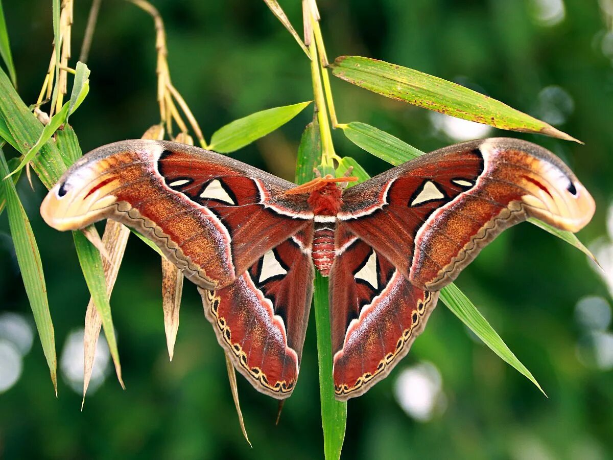 Павлиноглазка атлас. Павлиноглазка атлас attacus atlas. бабочка павлиноглазка атлас. князь тьмы (павлиноглазка атлас). attacus atlas бабочка.