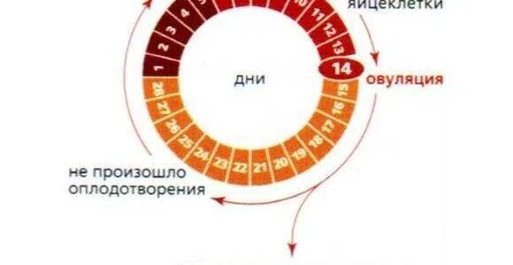 Может ли быть беременность и пойти месячные. Овуляция после месячных. месячные выделения по дням цикла. можно ли забеременеть во время. когда происходит овуляция.
