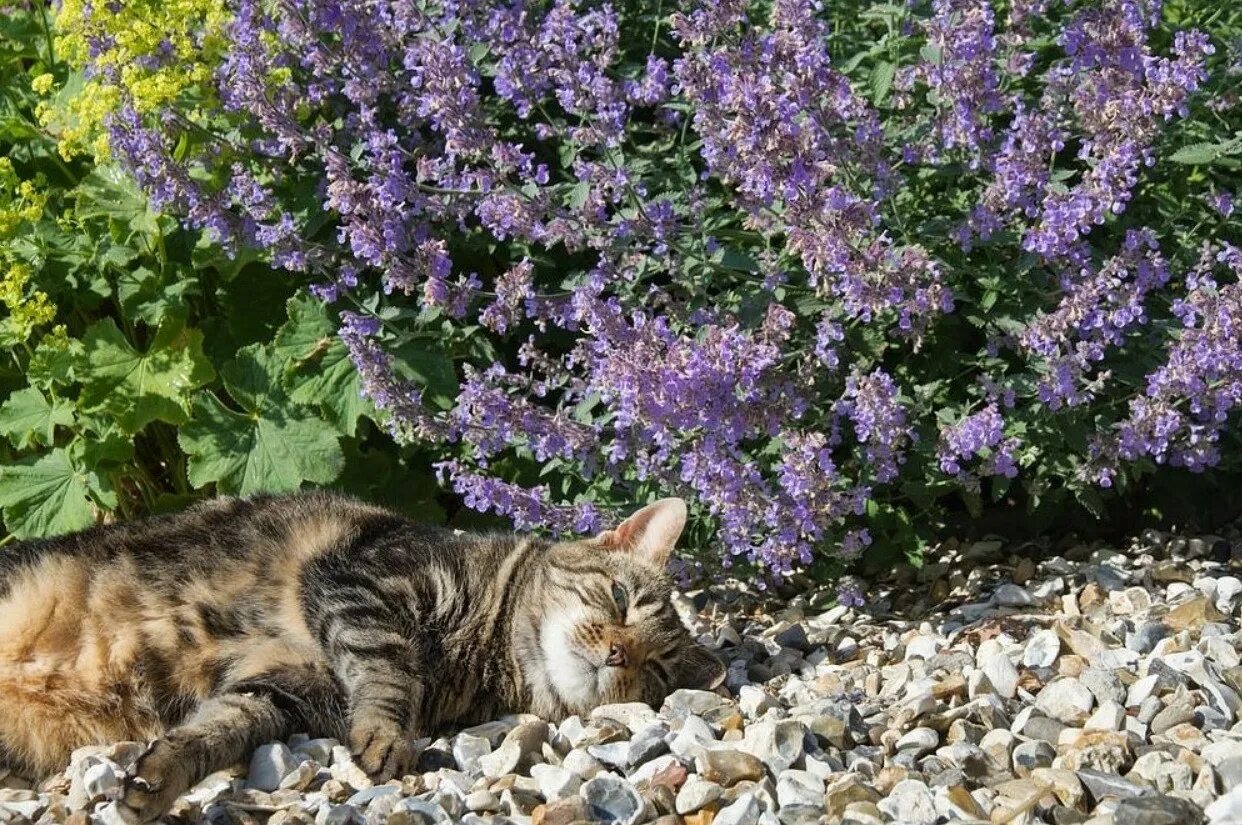 Котовник Кошачья мята. Котовник кошачий (мята Кошачья). Котовник Фассена. Котовник кошачий (Nepeta cataria).