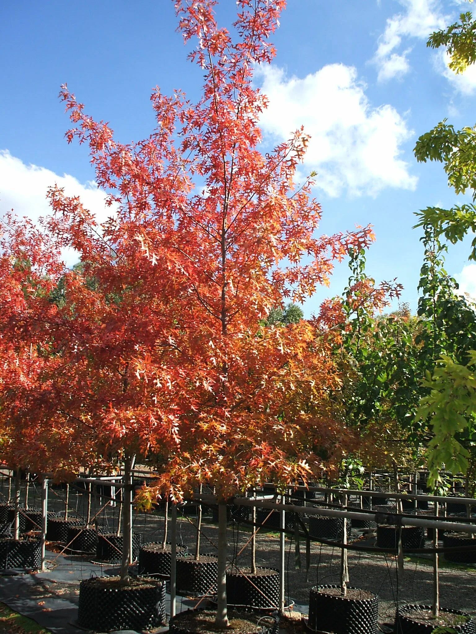 Дуб болотный Quercus palustris. Дуб шарлаховый Скарлет. Дуб красный Quercus rubra. Дуб красный болотный. Красно черешчатый дуб