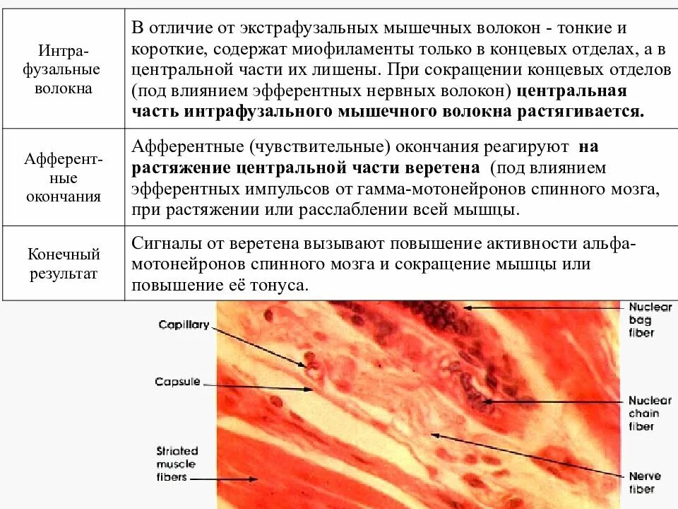 Общее свойство нервной и мышечной ткани. Гистогенез поперечно полосатой мышечной ткани. Экстрафузальные и интрафузальные мышечные волокна. Интрафузальных мышечных волокон. Экстрафузальные волокна.