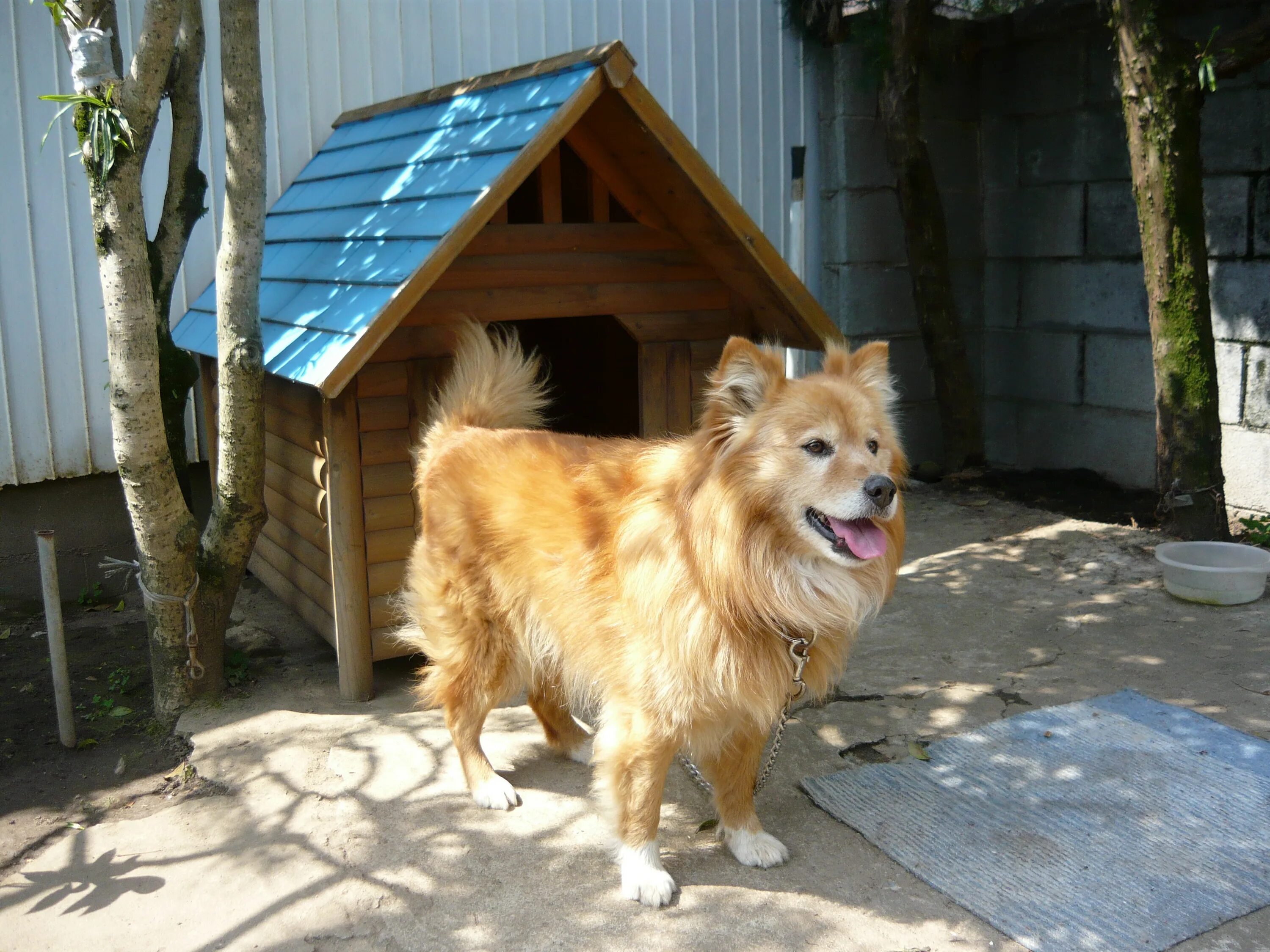 Dog village. Уличные собаки. Собачка во дворе. Маленькие собачки для двора. Уличные собаки породистые.