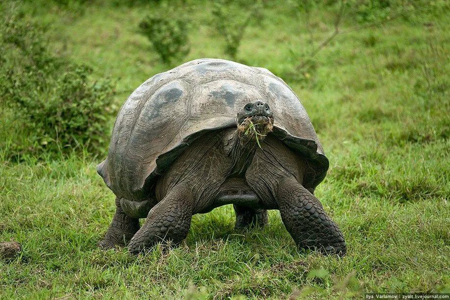Место обитания большой черепахи. Галапагосская черепаха. Галапагосские острова слоновая черепаха. Галапагосская гигантская черепаха. Слоновые черепахи Галапагосы.