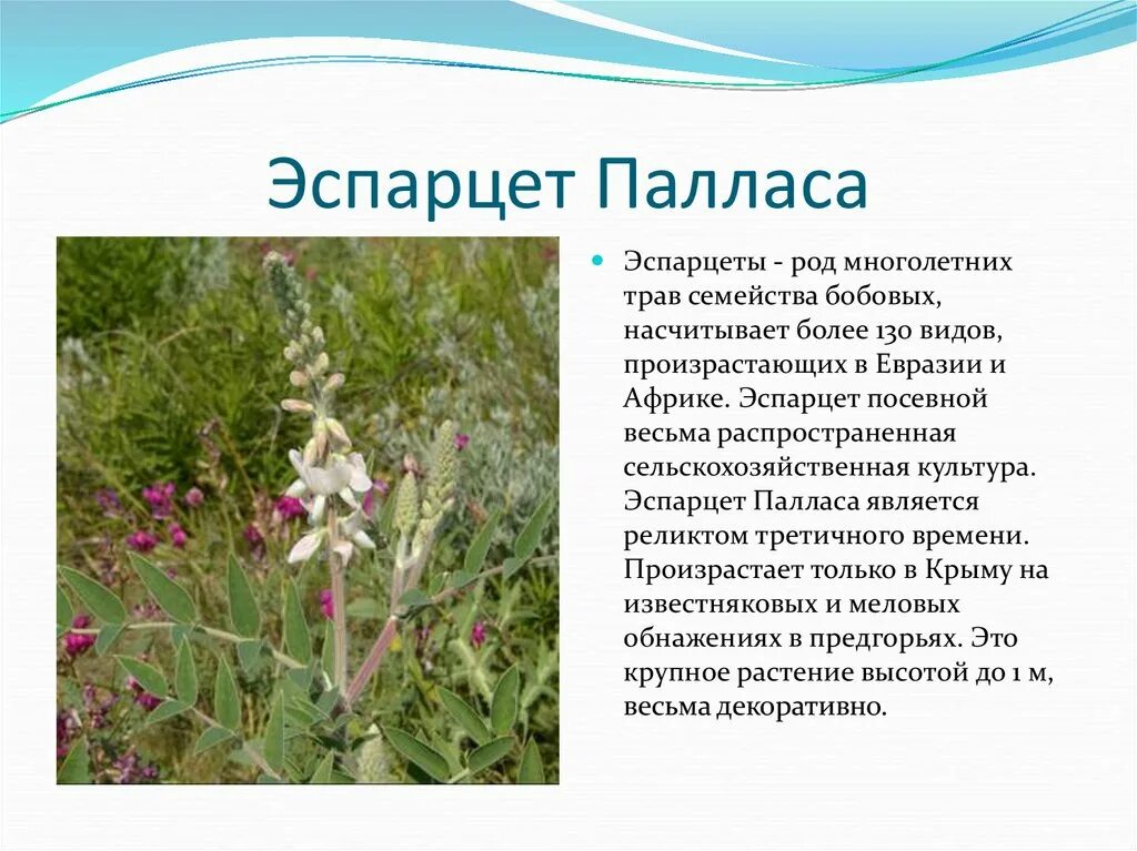 Сообщение о растении крыма. Эспарцет палласа. эспарцет палласа в крыму. растительный мир крыма травы. лекарственные растения крыма презентация.