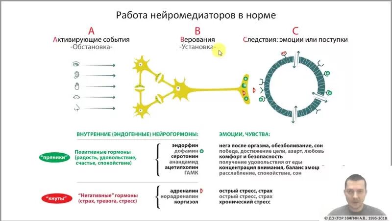 Выброс эндорфина почему так больно сильно. Эндорфин нейромедиатор. Бета Эндорфин. Серотонин показатели. Норма дофамина в крови.