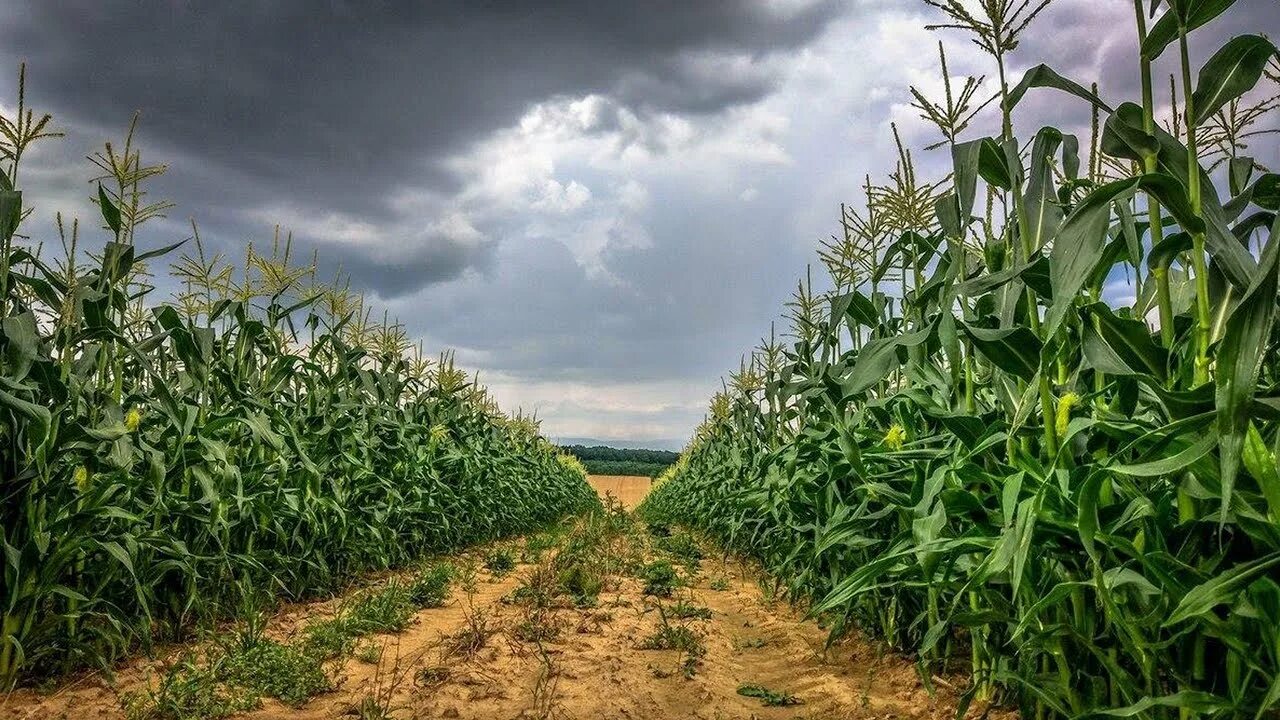 Недобор урожая. Дождь для урожая. weather harvest. to&#039;ak 2014 rain harvest.