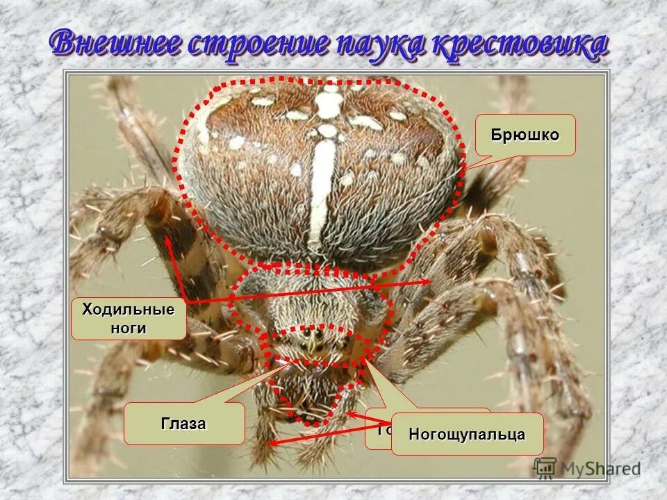 Отряды паукообразных 7 класс. Грудные конечности паукообразных. Внешнее строение паукообразных паук-крестовик. Членистость брюшка у паукообразных. Внешнее и внутреннее строение паукообразных.
