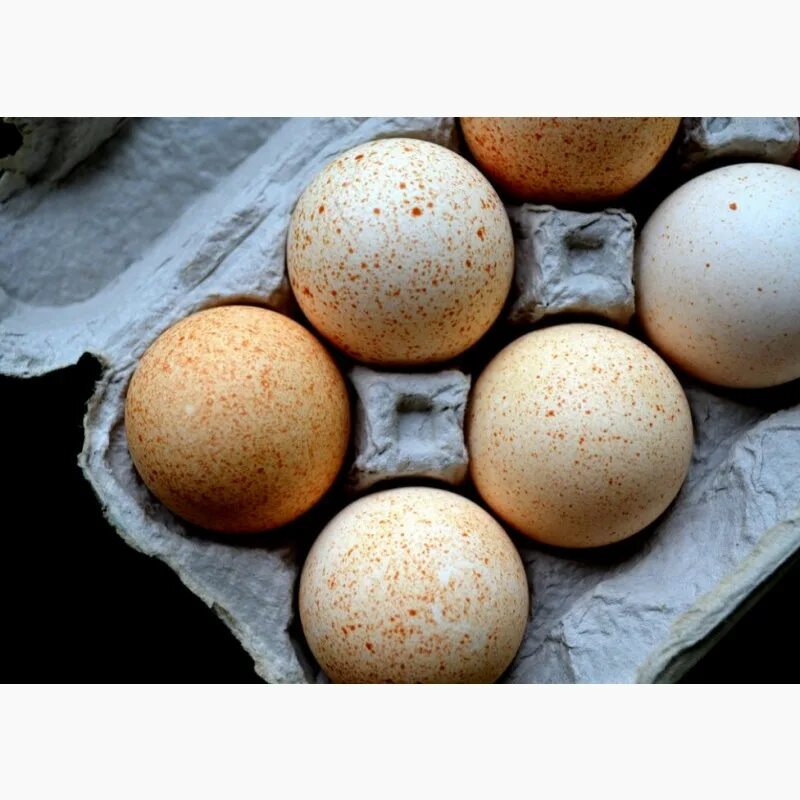 Куплю биг 6 яиц. Яйцо индюка Биг 6. Биг яйца. Подготовка яиц. Биг 6 Австрия яйцо.