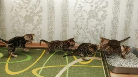Часто котята ходят
