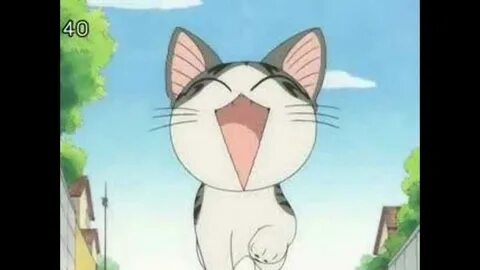 Chis cats