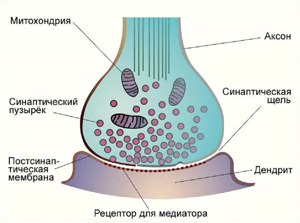 Синаптические пузырьки. Медиаторы синапсов схема. Строение синапса рисунок. Структуры в строении синапса. Структура синапса анатомия.