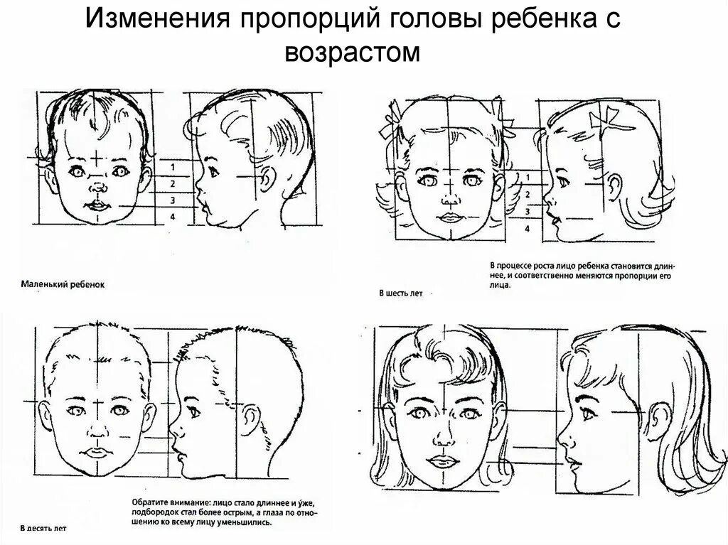 У взрослого человека голова занимает. Пропорции лица ребенка 5 лет. Пропорции лица ребенка 7 лет схема. Пропорции головы и тела ребенка 5 лет. Схема пропорции головы человека в профиль.