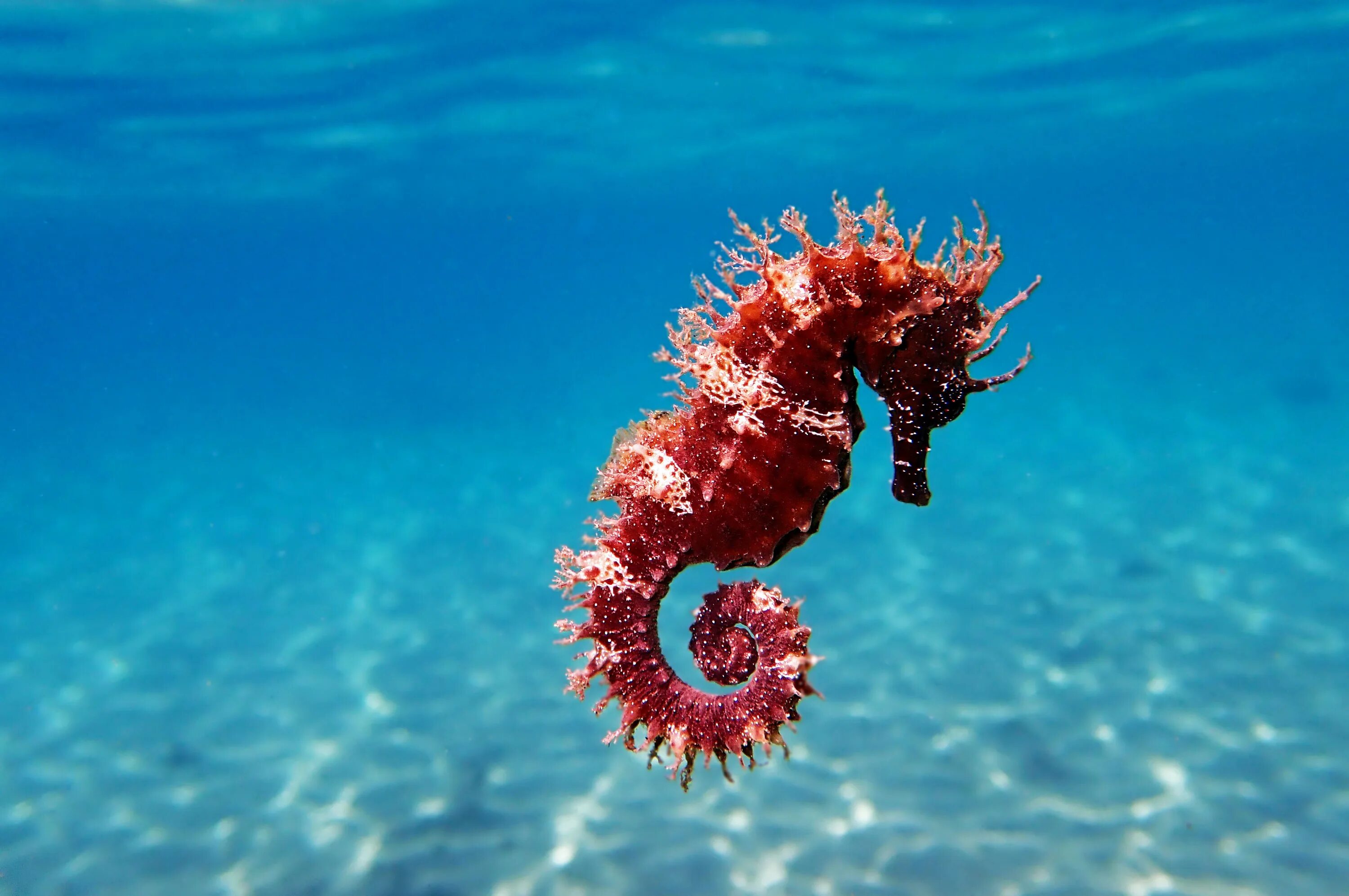 Hippocampus ramulosus. Морской конек в черном море. Морско1 конек. Длиннорылый морской конёк. Длиннорылый морской конёк.