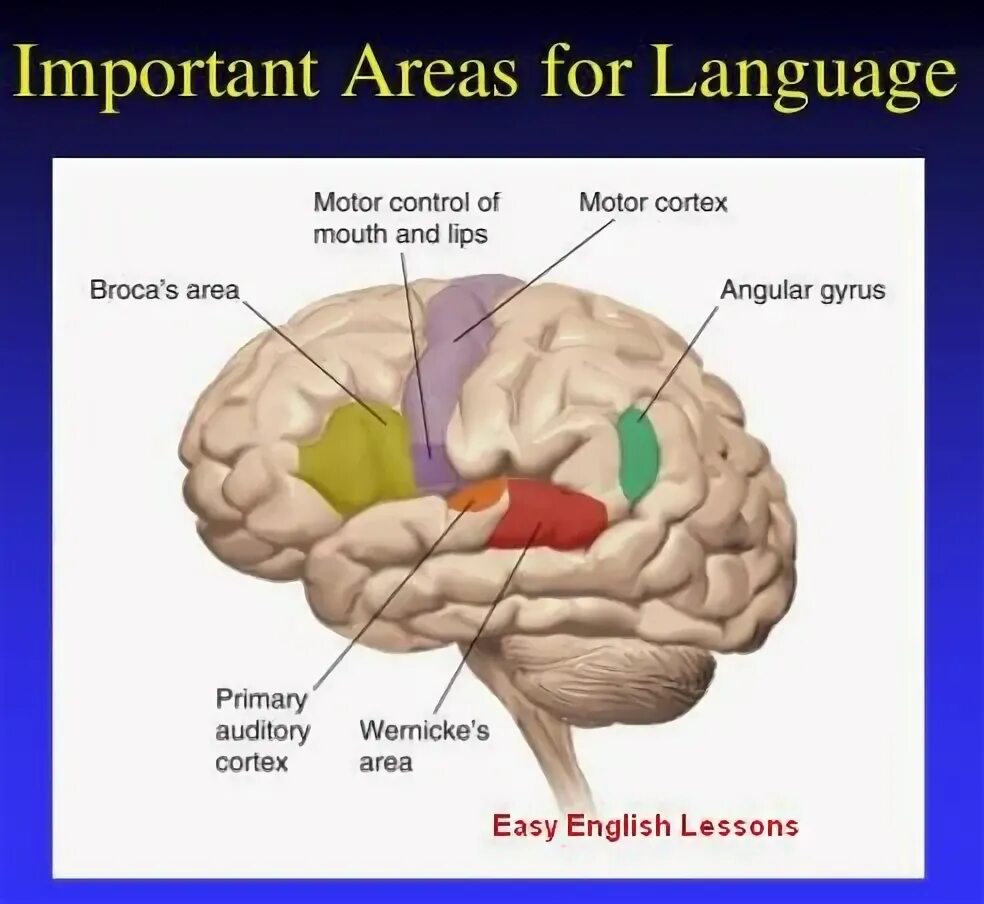 Brain languages. Связь языка и мозга. Соединение языка и мозга. Язык и мозг. Language areas in the Brain.