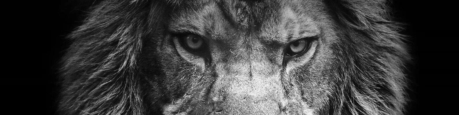 Глаза Льва. Лев черно белое фото. Глаза Льва черные. Глаза Льва темно.