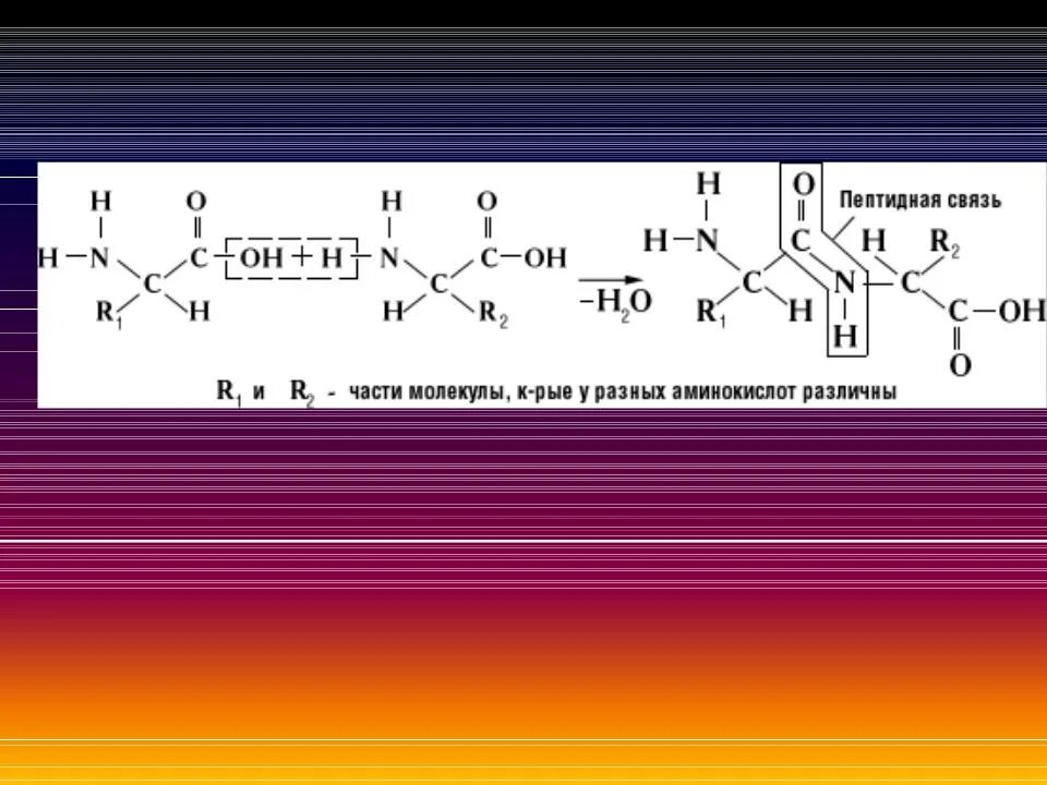 Укажите пептидную связь. Образование пептидной связи между аминокислотами реакция. Водородные связи аминокислот. Пептидная связь аминокислот. Образование пептидной связи между аминокислотами.