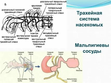 Сосуды органы выделения насекомых