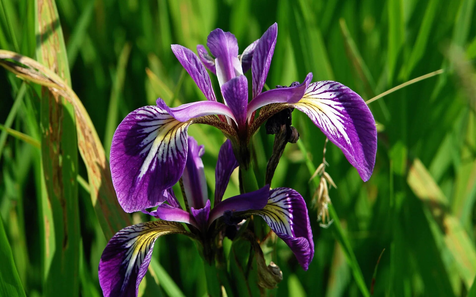 Iris 0.5 1. Iris foetidissima. ирис вонючий. иризе изящная.