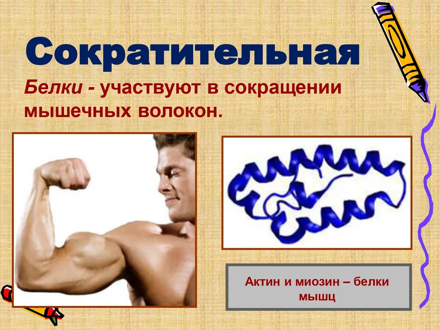 Строение мышечного волокна и мышечное сокращение\. Регуляторные белки мышечного волокна. Белок мышечных волокон 5 букв. Сократительные и регуляторные белки скелетных мышц. Белок мышечных волокон 5 букв.