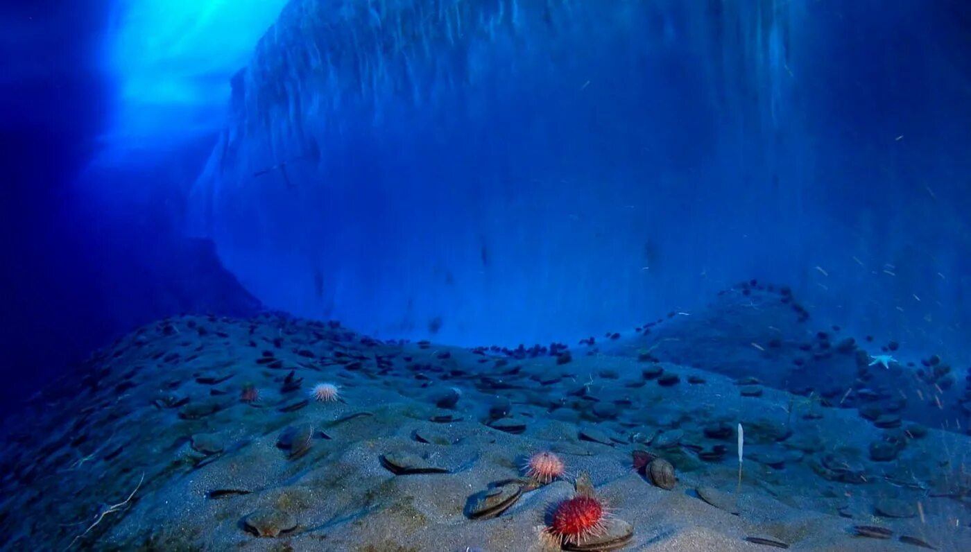 Глубоководное дно океана. Дно океана. Дно моря. Морское дно. Морские глубины.