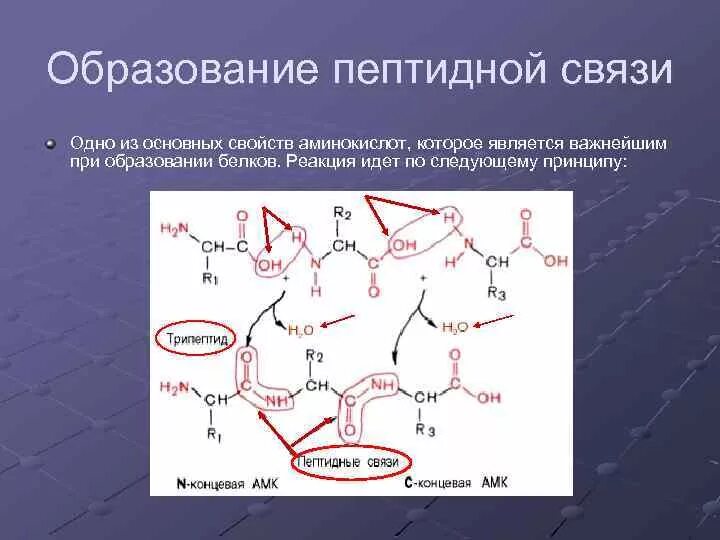 Образование белков. Образование пептидной связи биохимия. Строение пептидной связи биохимия. Принцип образования пептидной связи. Пептидная связь биохимия.