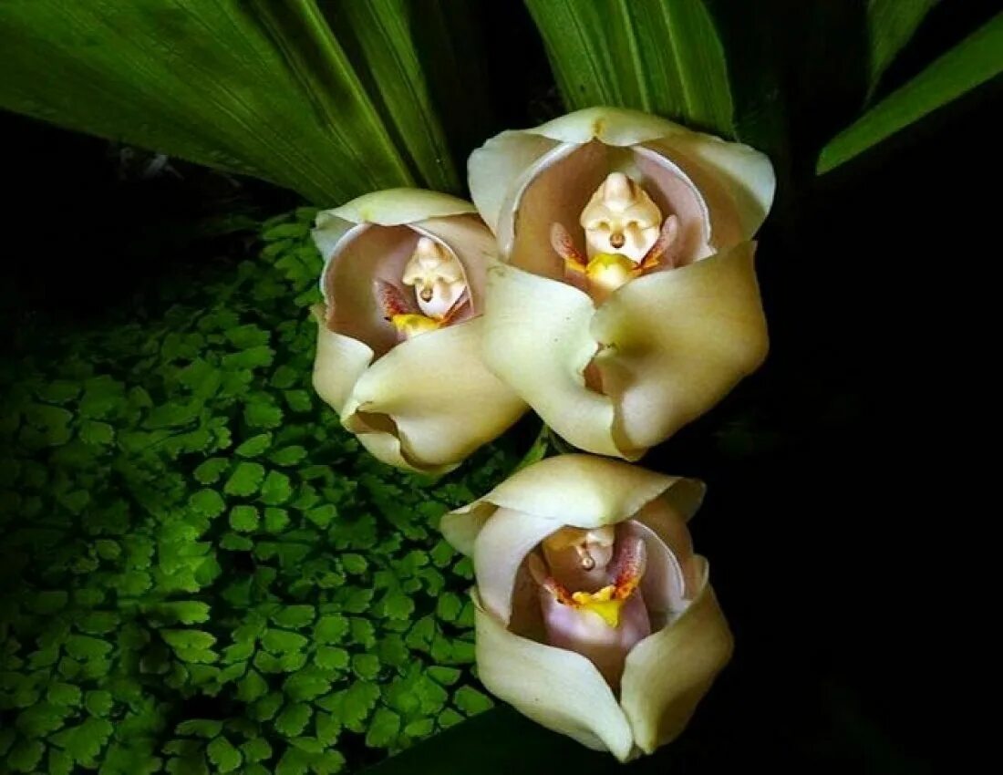Удивительное о цветах. Орхидея ангулоа Унифлора. Спеленатый младенец, ангулоя одноцветковая (anguloa uniflora). Орхидея Цимбидиум. Орхидея Обезьянья Дракула.