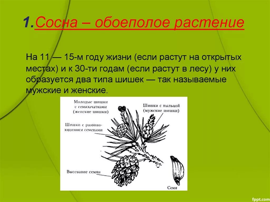 Сосна обоеполое растение. Формула голосеменных растений цветка. Жизненный цикл голосеменных сосна. Жизненный цикл голосеменных и покрытосеменных.