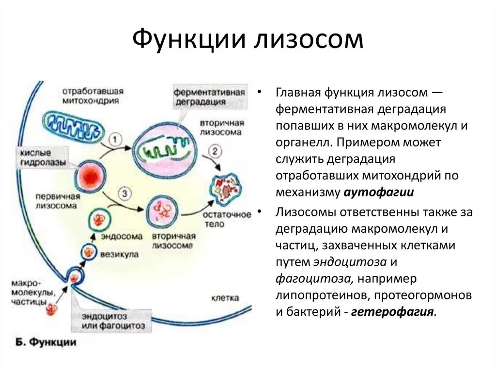 Лизосомы характеристика и функции. Лизосомы строение и функции. Лизосома функции органоида. Реакции в лизосомах