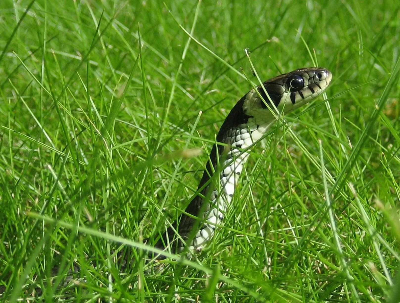 Grass snake. Обыкновенный уж. Счастливая змея. Счастливая змейка. Радостные змеи.