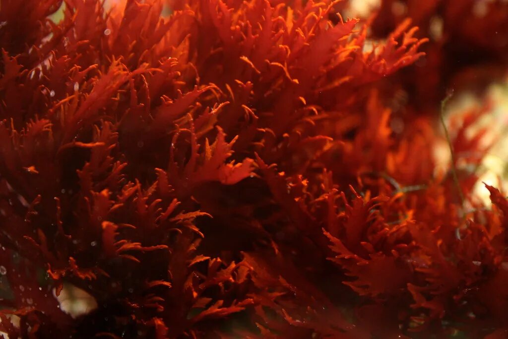 Красные водоросли (Rhodophyta). Порфира водоросль. Багрянки водоросли. Красные водоросли порфира.