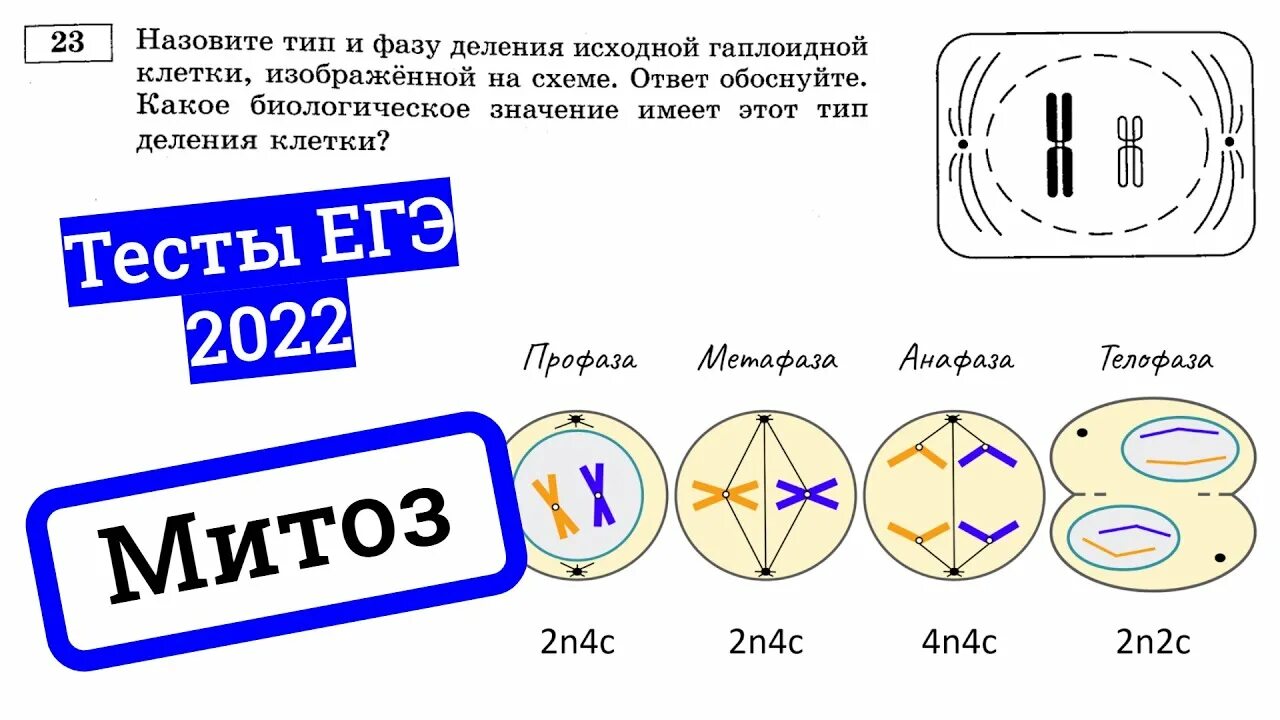 Митоз мейоз ЕГЭ биология. Деление клетки митоз. Деление клетки митоз ЕГЭ. Модель митоза. Контрольная работа по биологии митоз мейоз