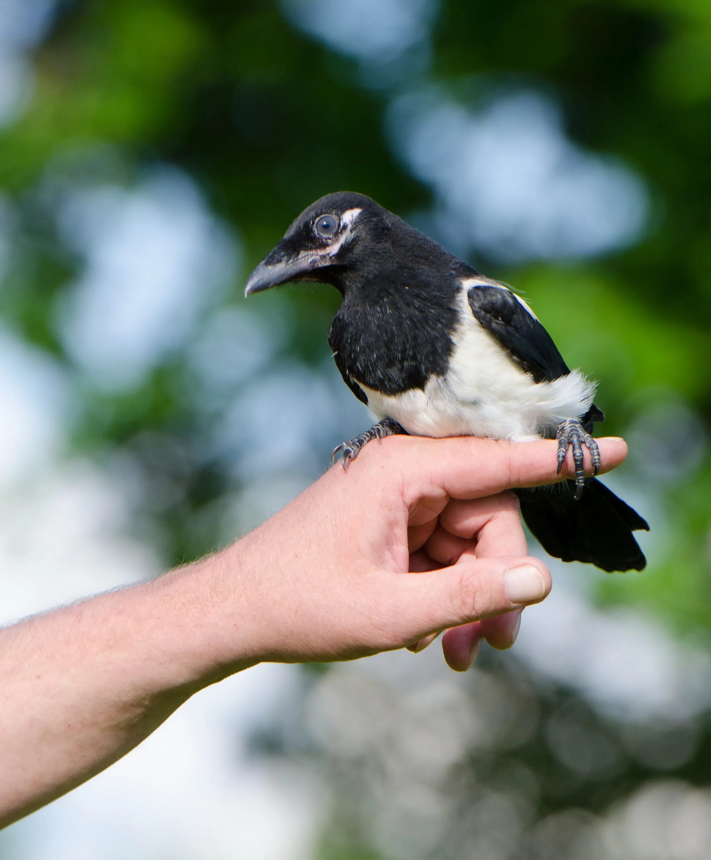 They like birds. Птенец сороки. Сорока птица. Сорока обыкновенная. Птица похожая на маленькую сороку.