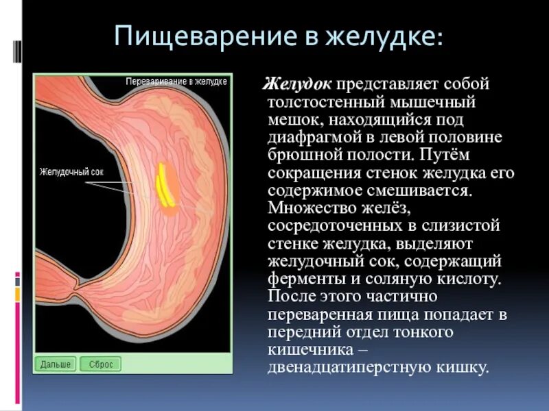 Почему не перевариваются стенки желудка