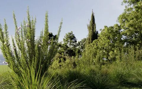Maxtree plant